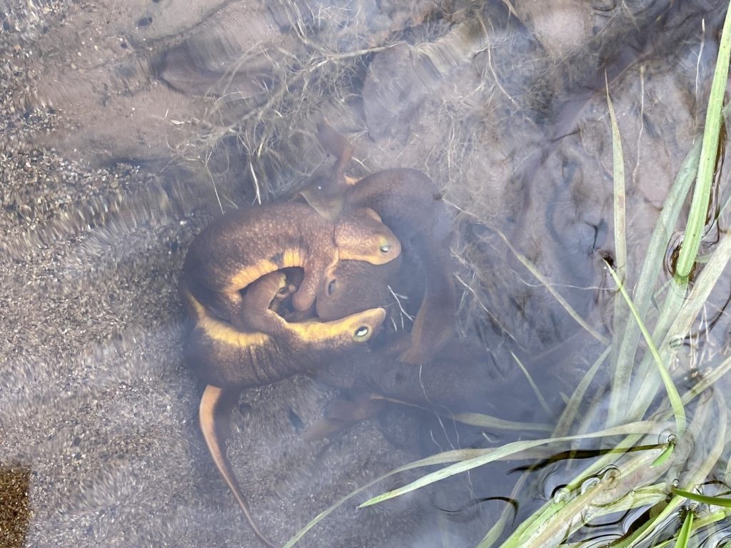 water newt predators