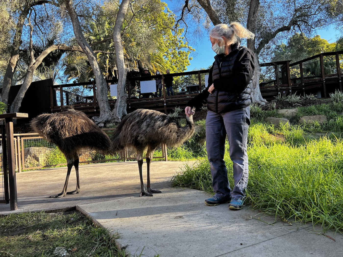 Lions set to return to the Santa Barbara Zoo